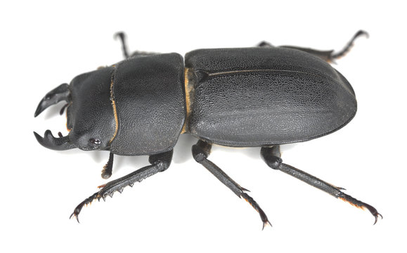 รูปภาพDorcus – เลือกดูภาพถ่ายสต็อก เวกเตอร์ และวิดีโอ520 | Adobe Stock