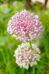 Garlic Flowers on Vegetable Patch