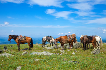 saddled horses in mountains