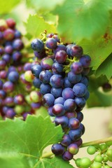 blauer Wein am Rebstock