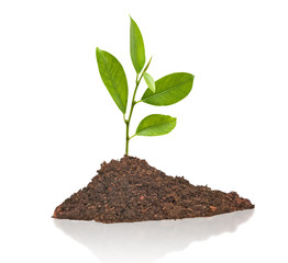 citrus sapling