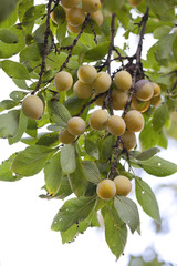 Mirabellenbaum im Obstgarten