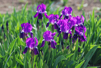 Iris, selective focus