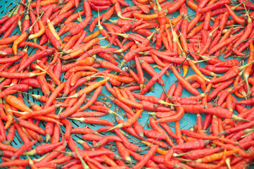 Fototapeta premium red hot chilly