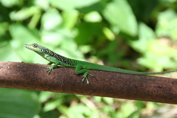 lezard de martinique 3