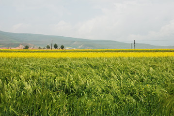 Wheat field