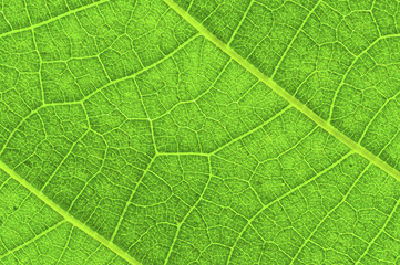 Green leaf texture with veins