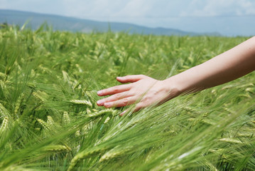 Wheat on hand