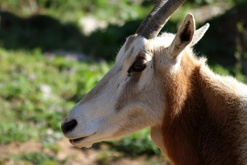 Oryx (Oryx dammah)