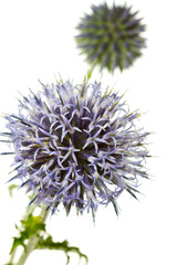Obraz premium Blaue Kugeldistel (Echinops)
