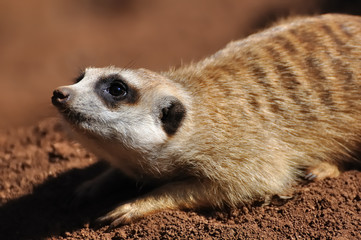 Fototapeta premium suricate allongé 2