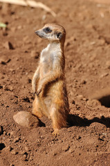 suricate debout