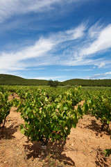 Fototapeta na wymiar Vineyard in France