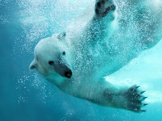 Podwodny atak niedźwiedzia polarnego - obrazy, fototapety, plakaty