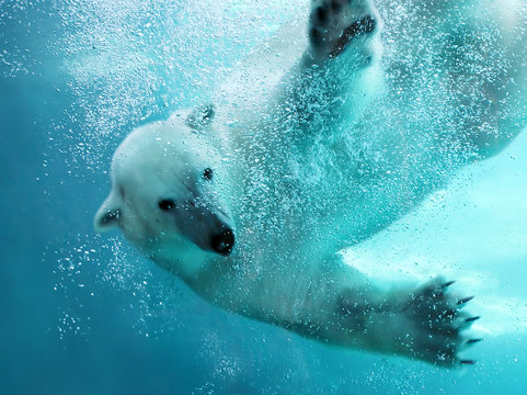 Fototapeta Fototapeta Podwodny atak niedźwiedzia polarnego na ścianę