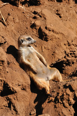 Fototapeta premium suricate assis