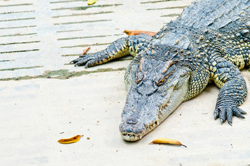 Thailand Crocodile in Zoo. Large and big area in Thailand Zoo