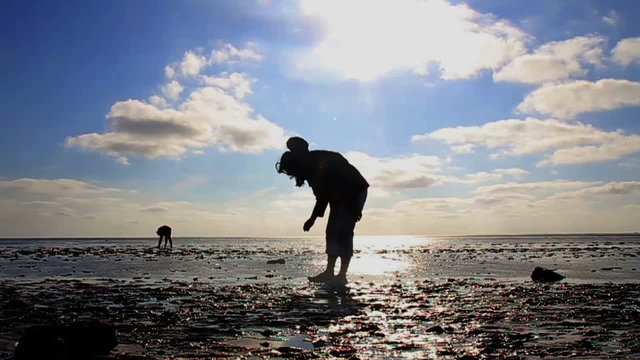 Frau sammelt Muscheln im Wattenmeer