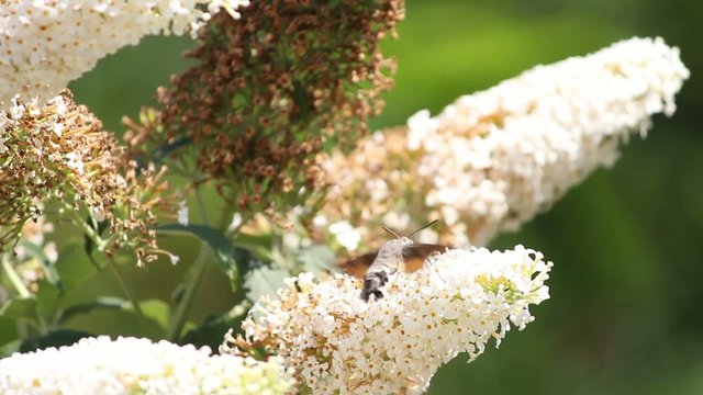 Le papillon colibri : Moro-sphinx