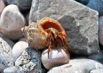 hermit crab
