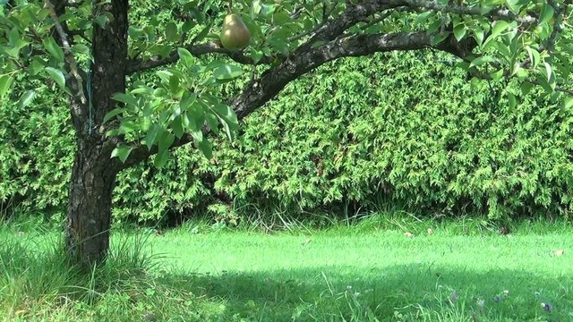video enten durch den garten laufend I