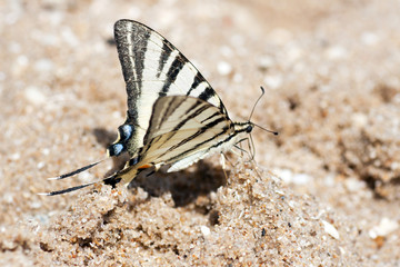butterfly on sand ashore