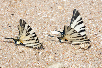 Fototapeta na wymiar Motyl na piasku Ashore