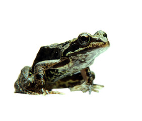 Curious frog isolated on white