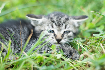 cute little cat laying in grass
