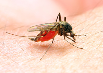 Anopheles mosquito - dangerous vehicle of infection.