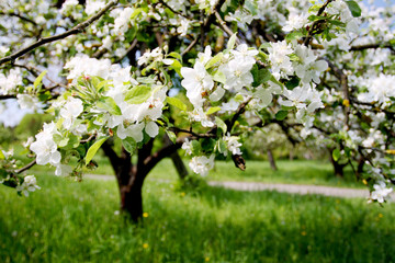 Fototapeta premium apple tree