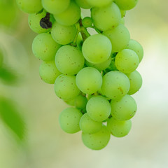 weintrauben 8