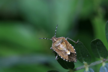 Obraz premium stinkbug