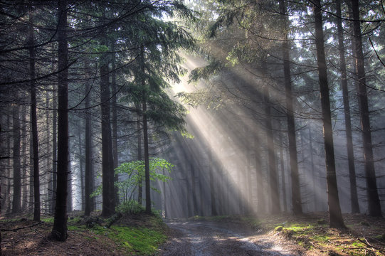 Fototapeta road and coniferous forest in fog