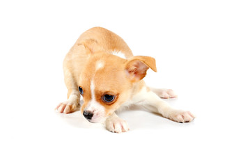 Funny puppy Chihuahua poses