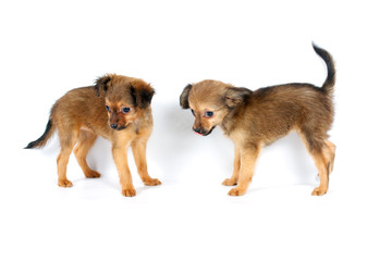 Funny puppy Chihuahua poses