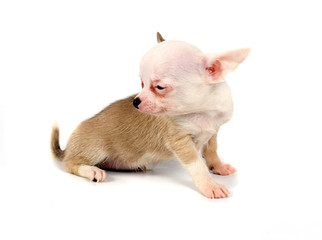 Funny puppy Chihuahua poses
