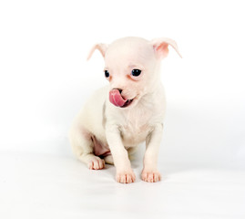 Funny puppy Chihuahua poses