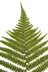 fern's leaf