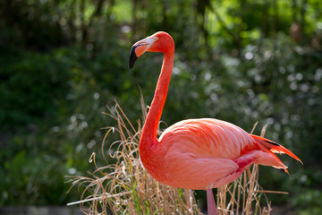 Flamant rouge