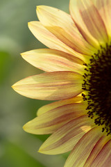 ひまわり花びら