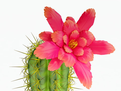 Fototapeta Blooming Cactus With Purple Flower
