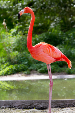 Flamant rouge au bord de l'eau