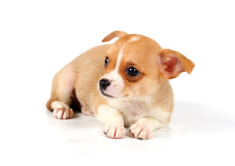 Funny puppy Chihuahua poses
