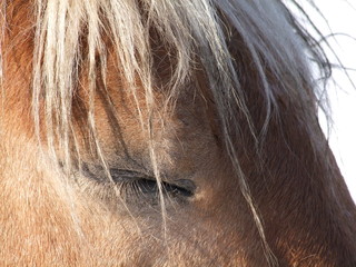 Geschlossenes Auge eines Pferdes, Detail