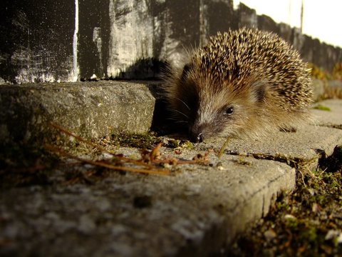 Igel auf der Auffahrt
