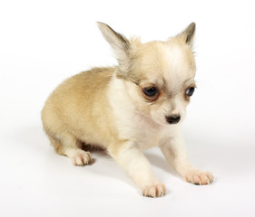 small chihuahua puppy