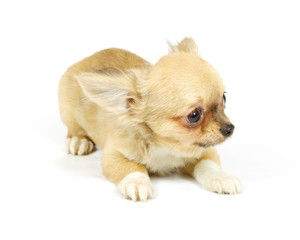 small chihuahua puppy