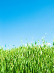 Zielona trawa i poranne niebo - obrazy, fototapety, plakaty