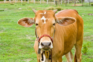 Naklejka na ściany i meble Cow in the field in Thailand